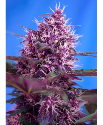 Red Poison Auto 3+1 Sweet Seeds