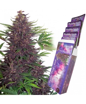 Buddha Purple Kush Auto x 3 Buddha Seeds