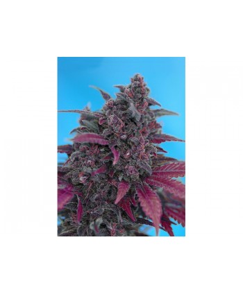 Dark Devil Auto 3+1 Sweet Seeds