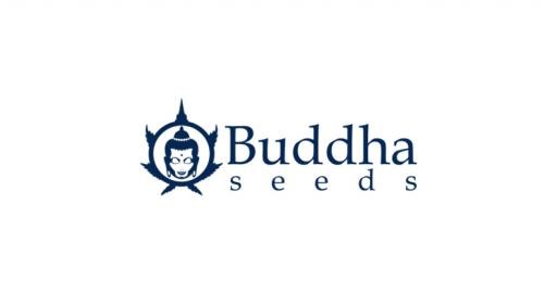 Buddha Seeds